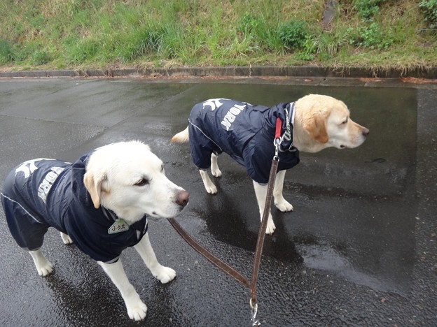 雨です