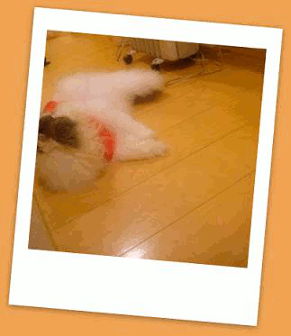 動く005 写真: 動く005
