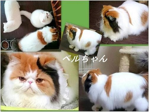 ペルちゃん