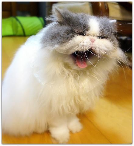 春だから