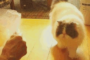 変身の時間 写真: 変身の時間