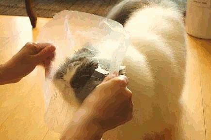 装着完了GIF 写真: 装着完了GIF