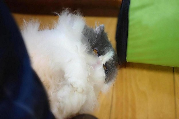 行かないで