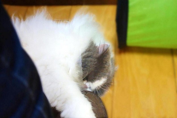 「行かないで~」