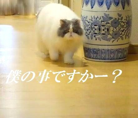 暇猫
