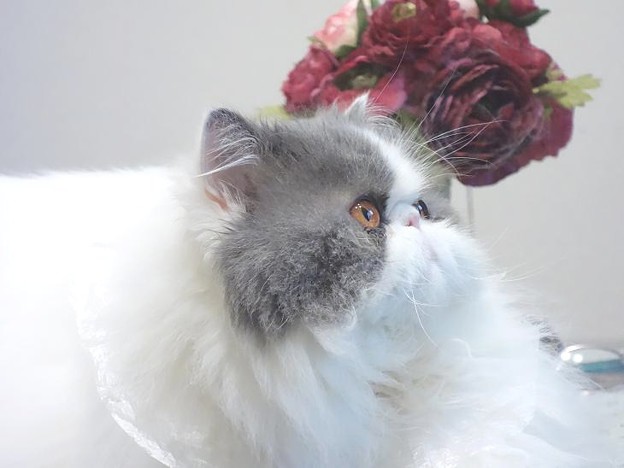 花と猫