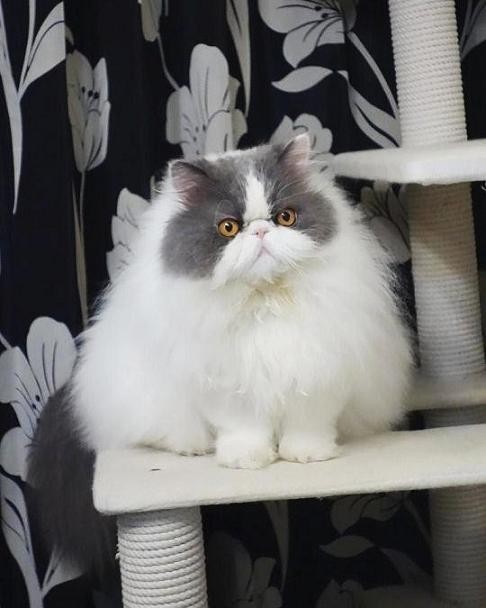 視線を逸らす猫