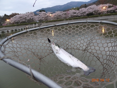 ２０１６年４月春の東山湖