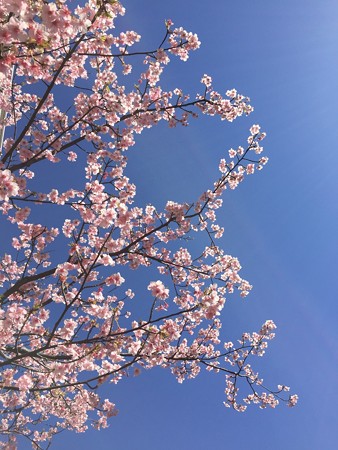 近所の緋寒桜01