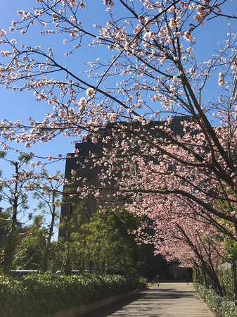 近所の緋寒桜04