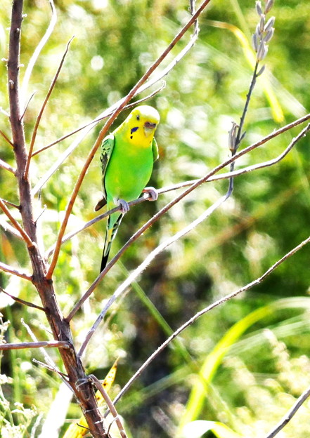 1007インコgh