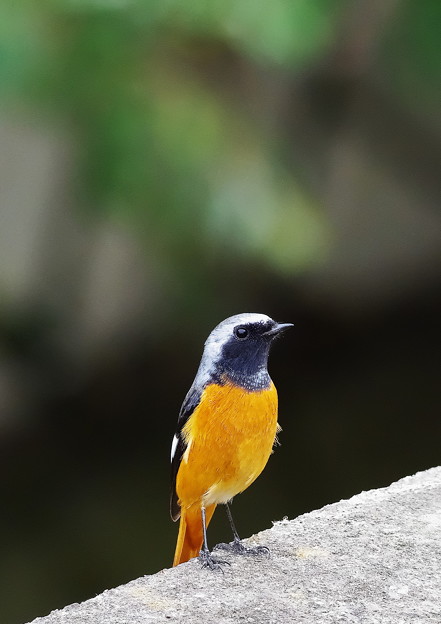 1101ジョウビタキPE