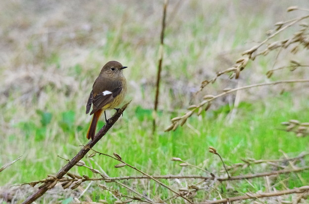1125ジョウビタキpe