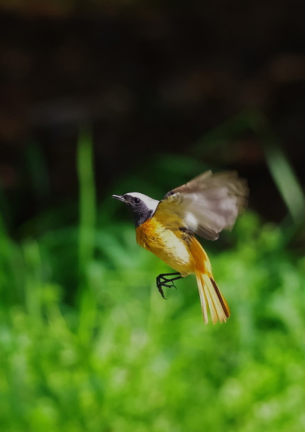 326ジョウビタキPE2