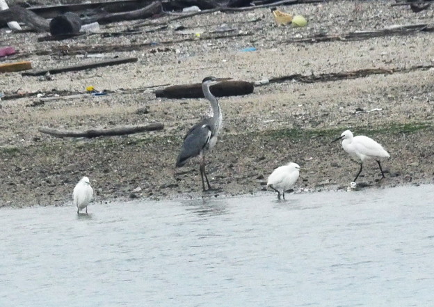 510カラシラサギgh12