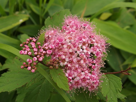P7160285