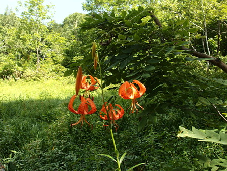 P7290286