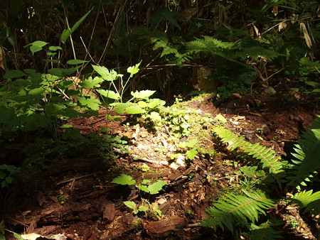 P7290324