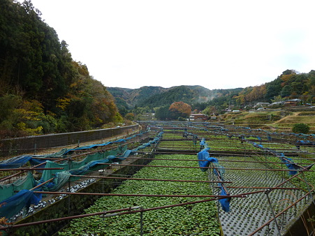 2010箱根伊豆 167