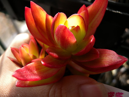 Apple colored Crassula