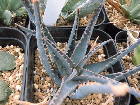 Aloe hyblid