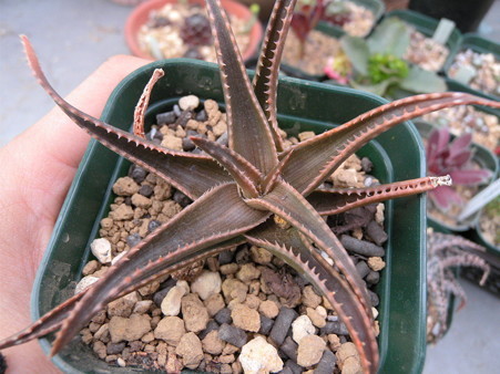 Aloe cv. Brass Hat