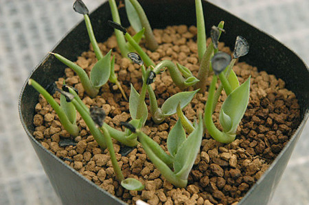 agave