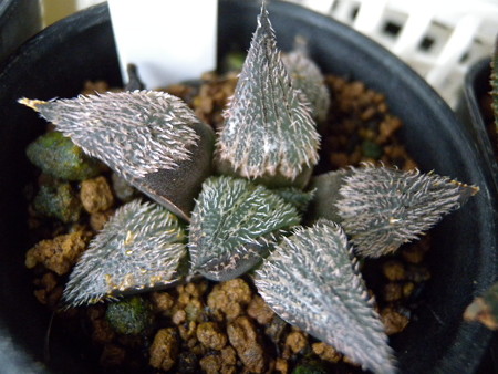 H.bobii MBB 7248 CL1