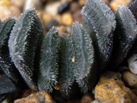 H.truncata minor
