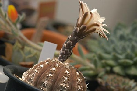 ラゴネシー