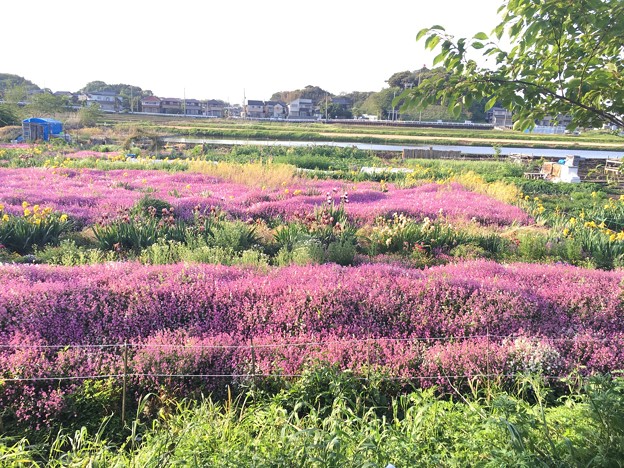 シレネの大規模花壇