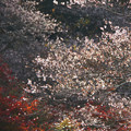 Photos: 谷間の四季桜