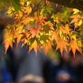 Photos: 京都紅葉見物
