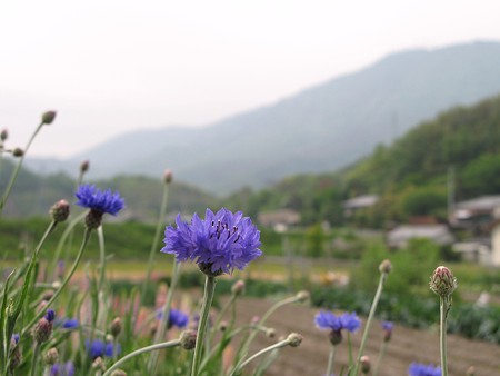 矢車草と象頭山