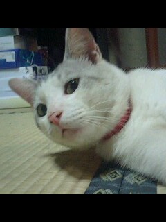 猫の癒し効果は半端じゃない...