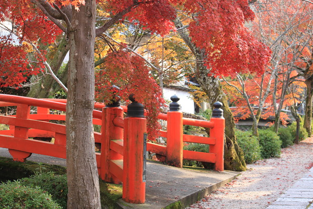 天野山金剛寺にて 赤い欄干に映えて 写真共有サイト フォト蔵