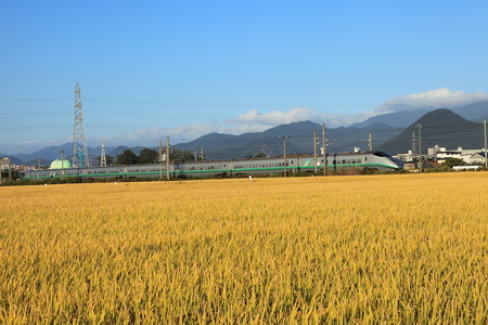 稲穂を駆け抜ける山形新幹線