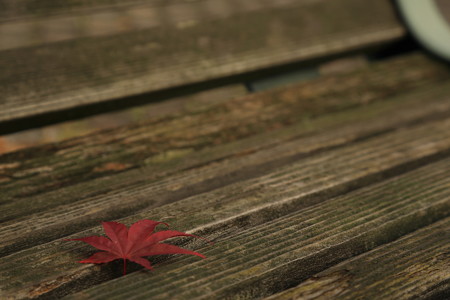 ベントと紅葉３