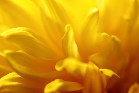 菊の花びら