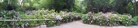 2012-06-28_白鳳庵P (1)