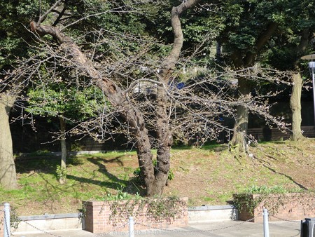 160321-元町公園 (24)