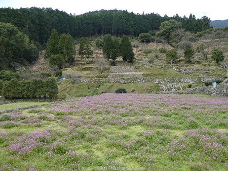 160324-熊野古道 大門坂 (14)