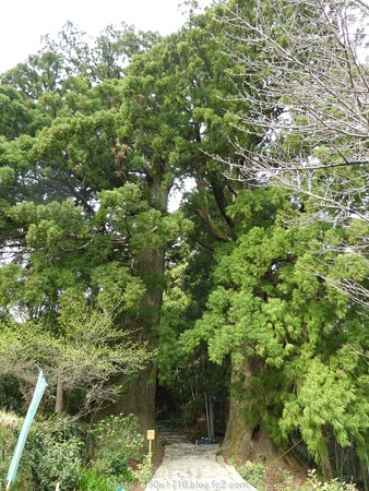 160324-熊野古道 大門坂 (27)