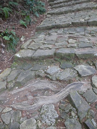 160324-熊野古道 大門坂 (77)