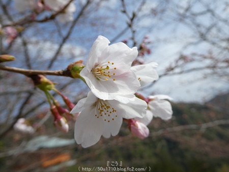 160324-青岸渡寺 (10)