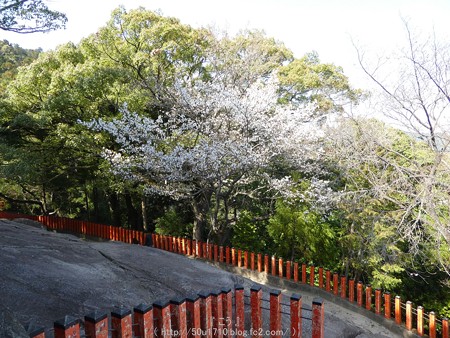 160324-神倉神社 (30)