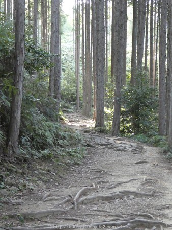 160325-熊野古道 小辺路 (17)