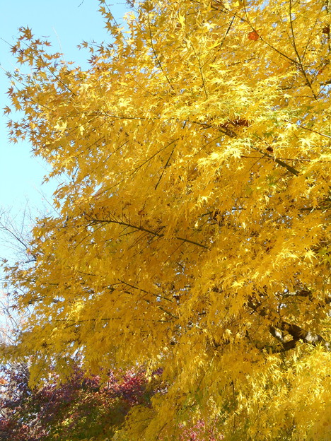 黄色に黄葉するモミジ 写真共有サイト フォト蔵