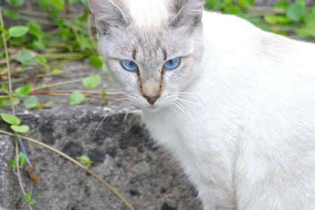 美猫