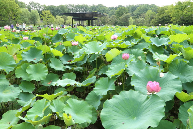 万博公園　ハス池